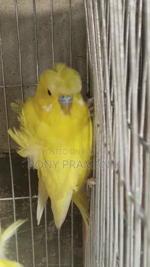Yellow Df Jp