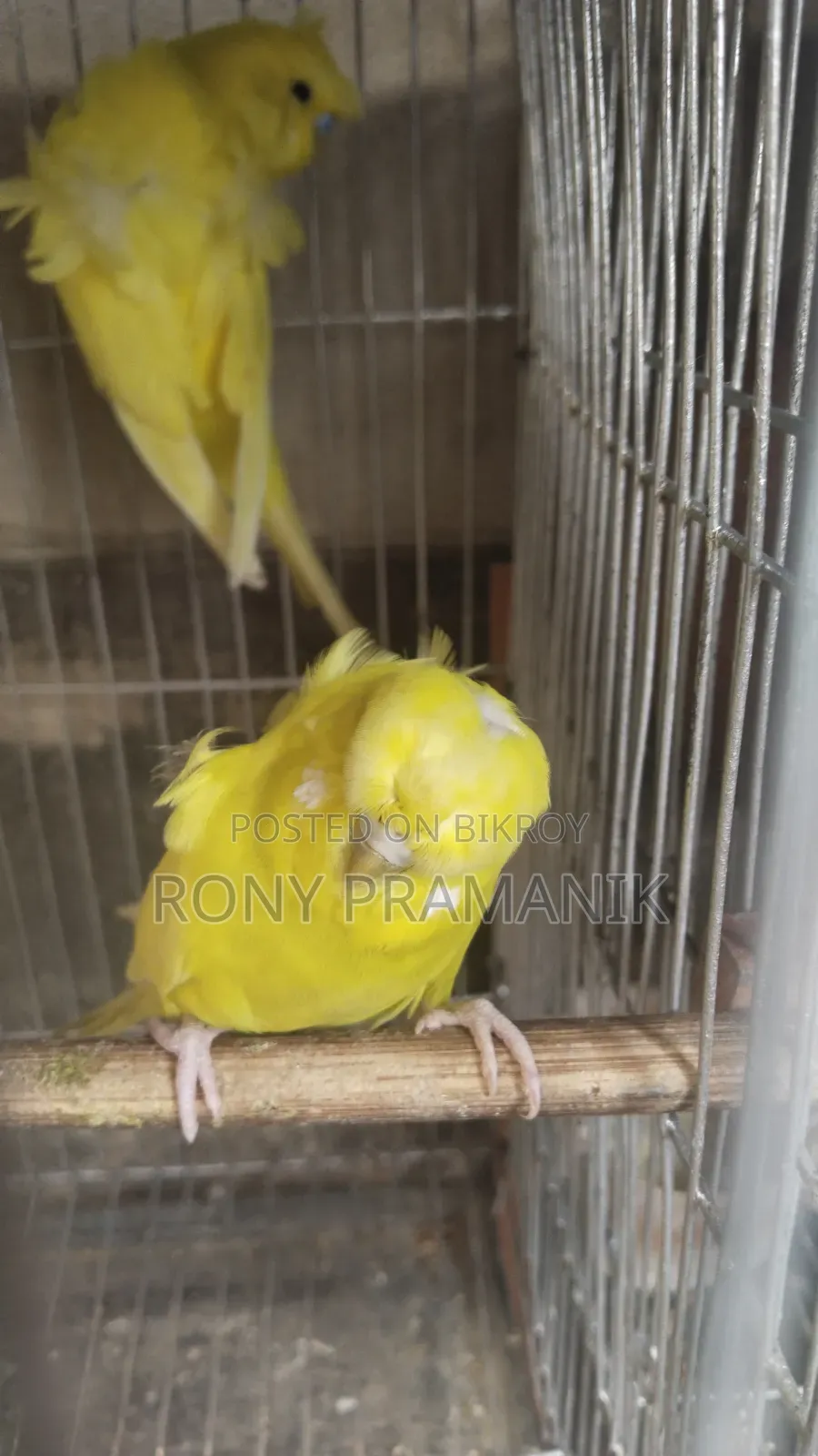 Yellow Df Jp
