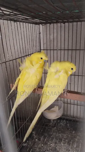 Yellow Df Jp