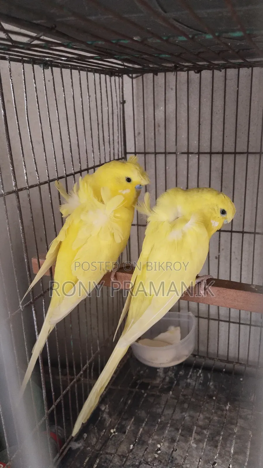 Yellow Df Jp