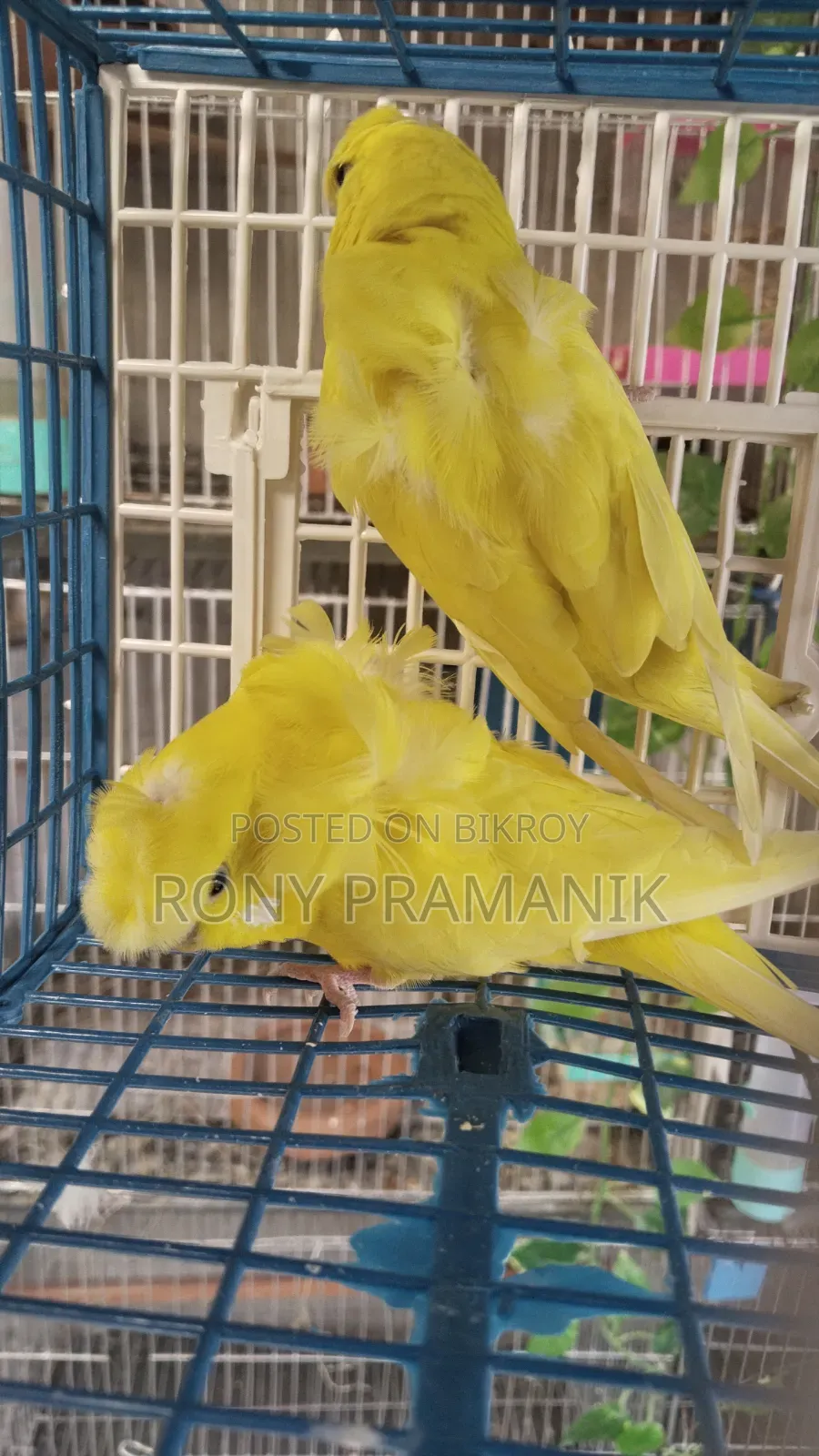 Yellow Df Jp