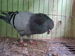Male Giribaz Pigeon