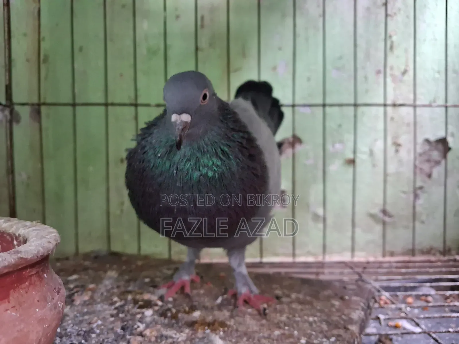 Male Giribaz Pigeon