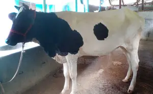 ১৬৮৬ নং নিসন্ধেহে ভালো জাতের বকনা গরু কিনুন পোষার জন্য ।
