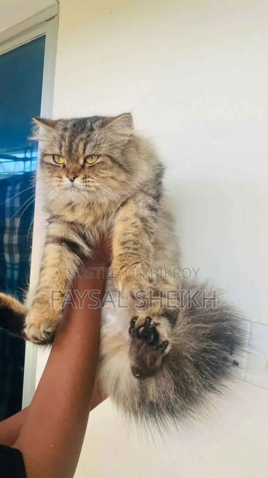 ১+ বছরের ফিমেল পিওরব্রেড পার্সিয়ান