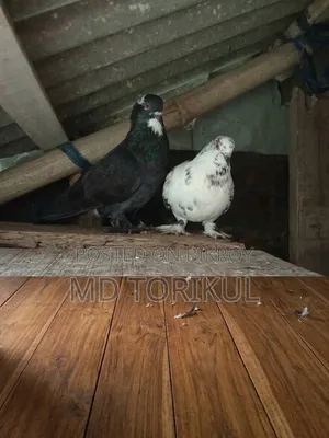 Hybrid Breed Pigeons