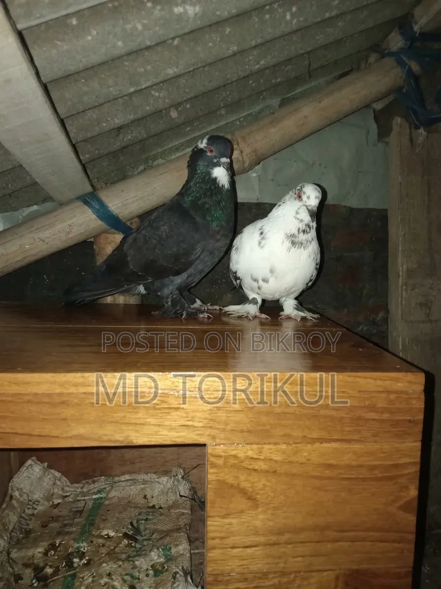 Hybrid Breed Pigeons