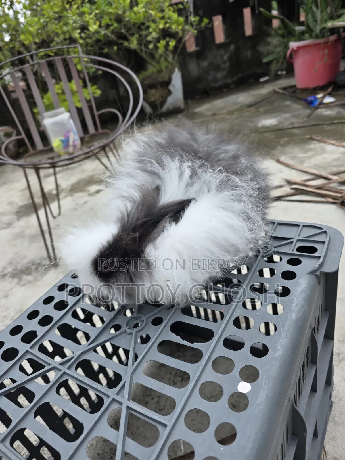 Angora Male Rabbit