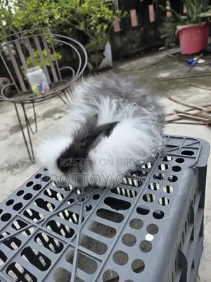 Angora Male Rabbit