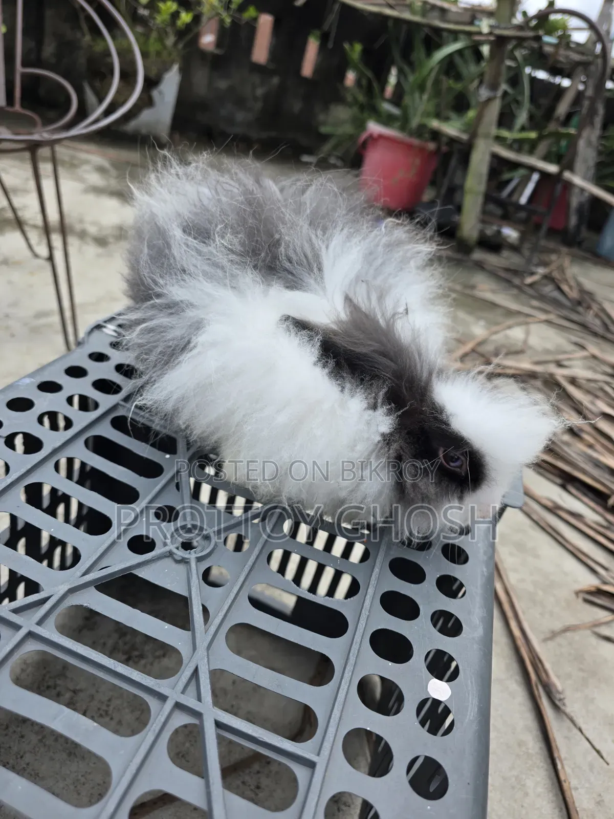 Angora Male Rabbit
