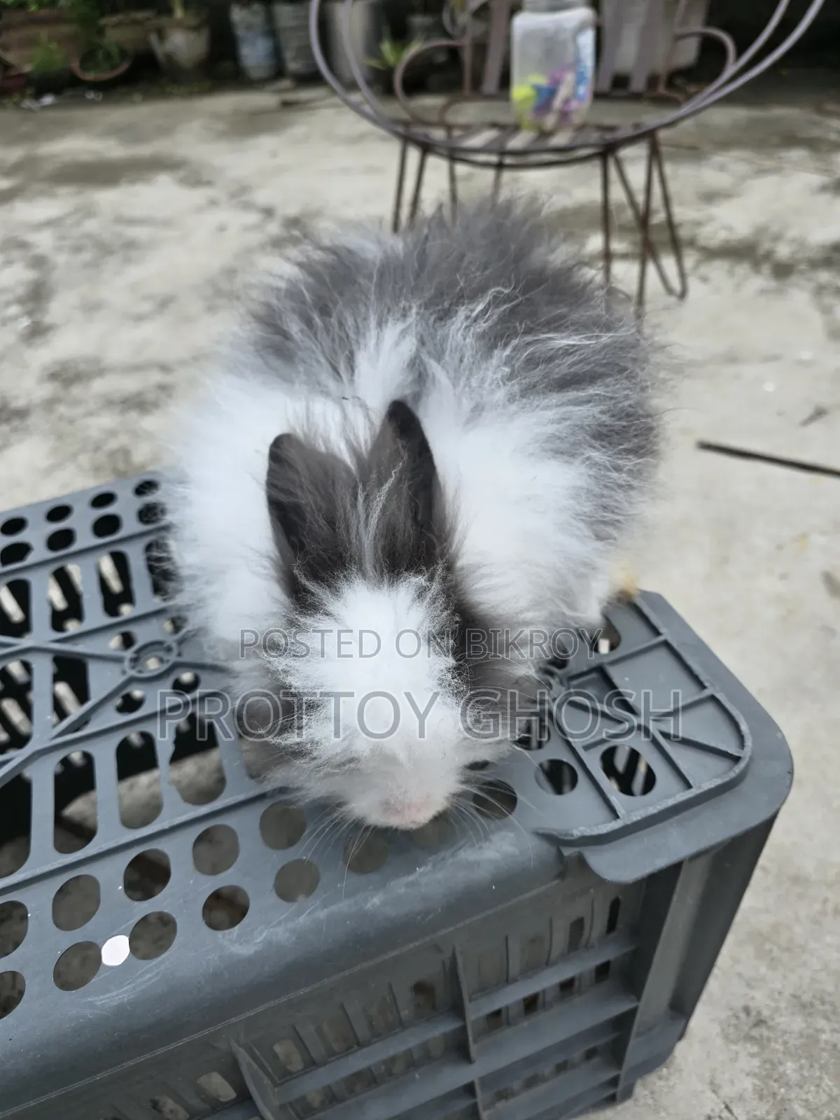 Angora Male Rabbit