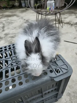Angora Male Rabbit