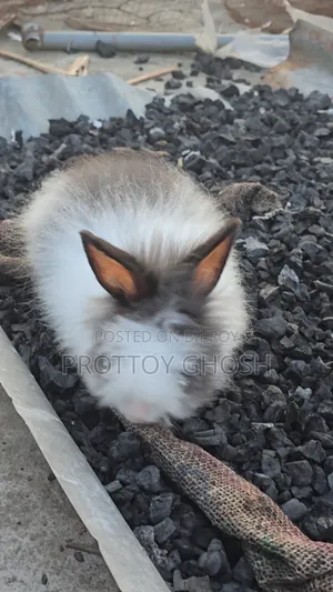 Angora Male Rabbit