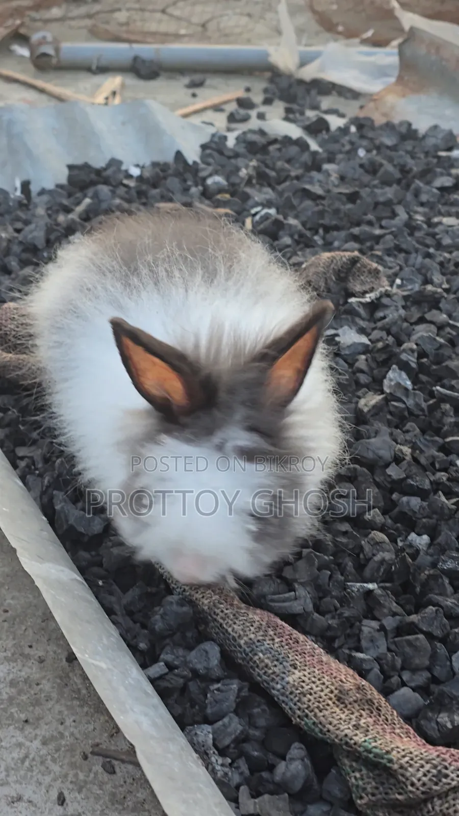 Angora Male Rabbit