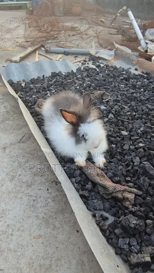 Angora Male Rabbit