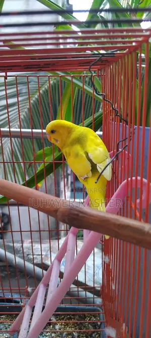 Three pieces semi-adult budgie birds