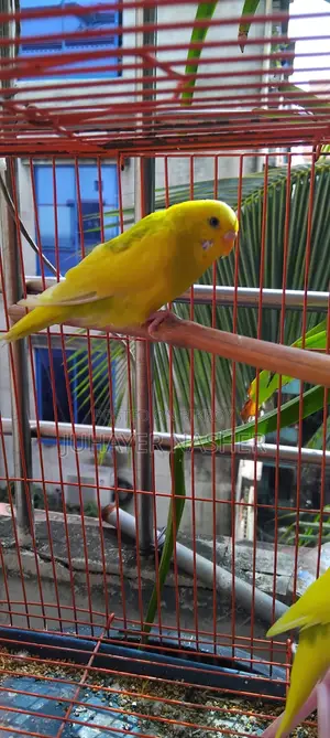 তিন পিস সেমি এডাল্ট বাজিগার পাখি