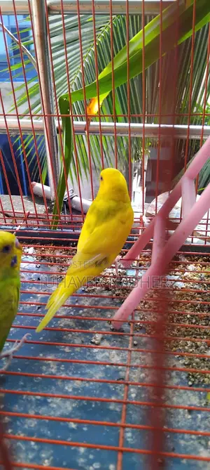 তিন পিস সেমি এডাল্ট বাজিগার পাখি