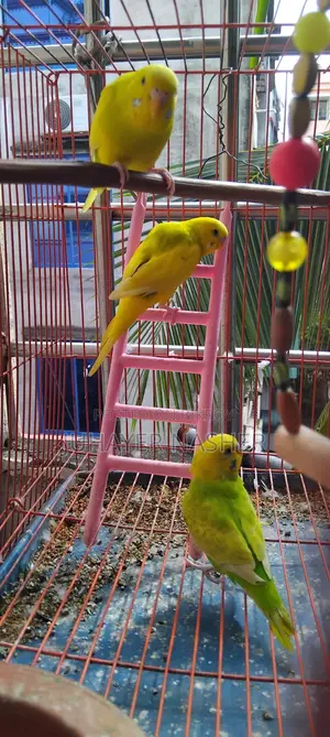 তিন পিস সেমি এডাল্ট বাজিগার পাখি