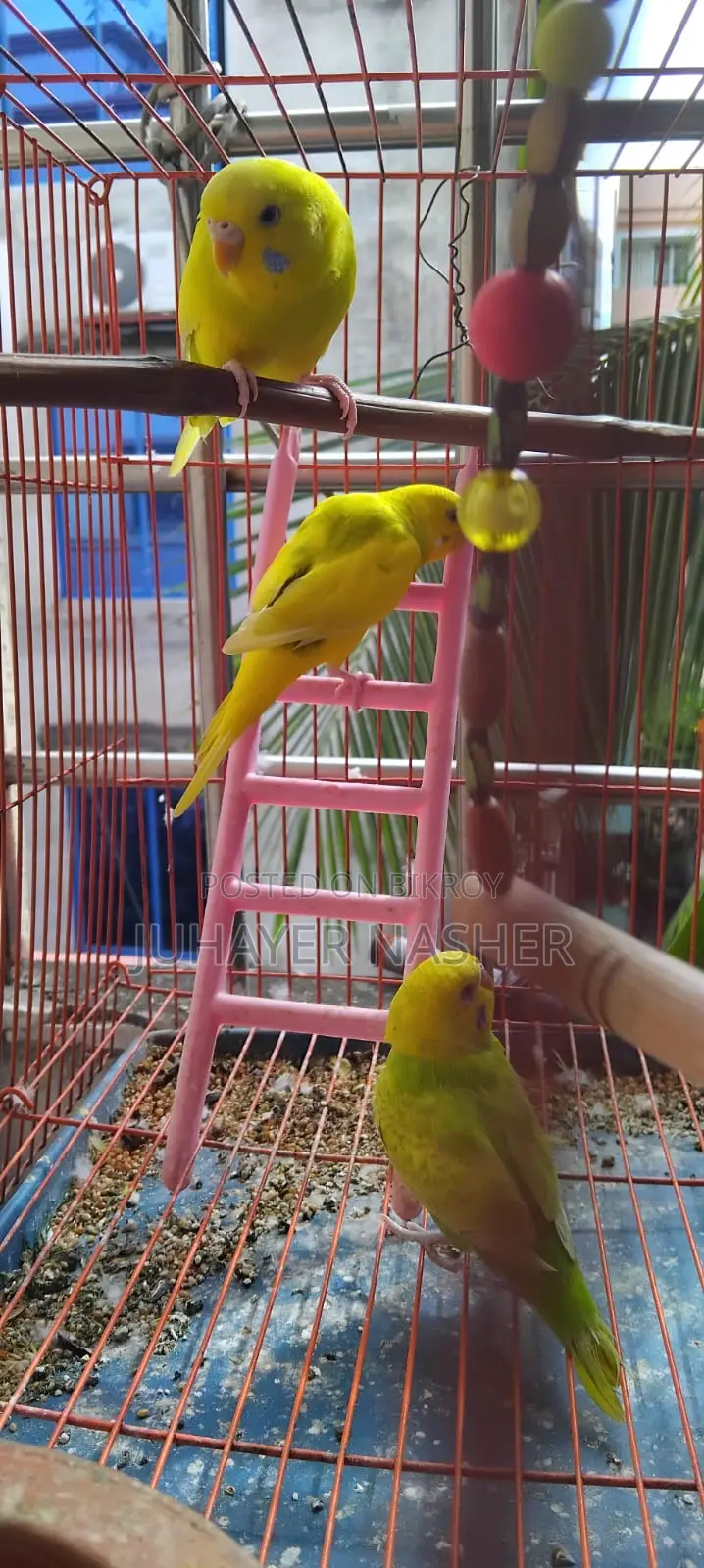 তিন পিস সেমি এডাল্ট বাজিগার পাখি