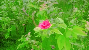 নতুন Vivo Y19 ১২৮ জিবি কালো