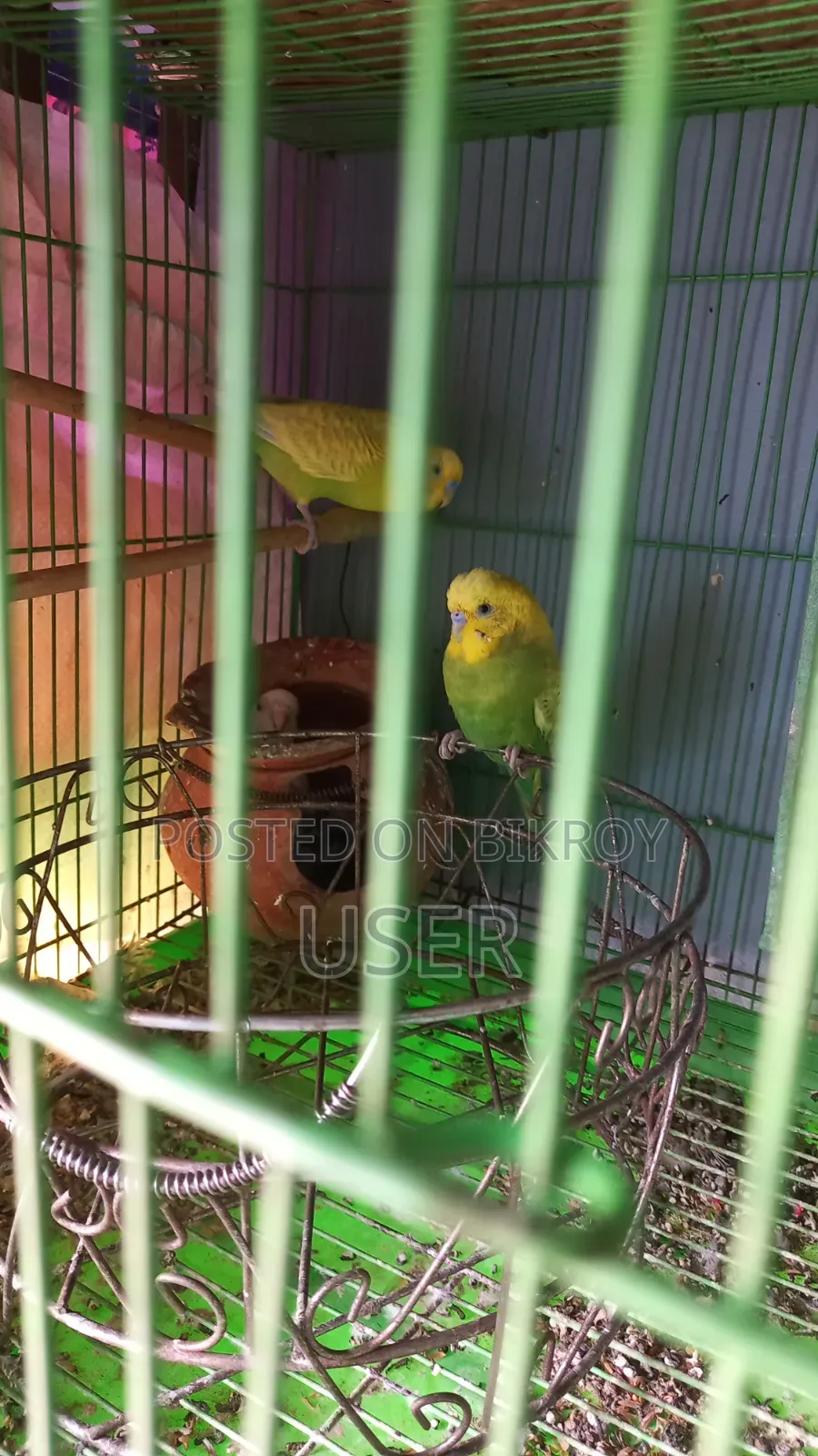 Two birds will be sold