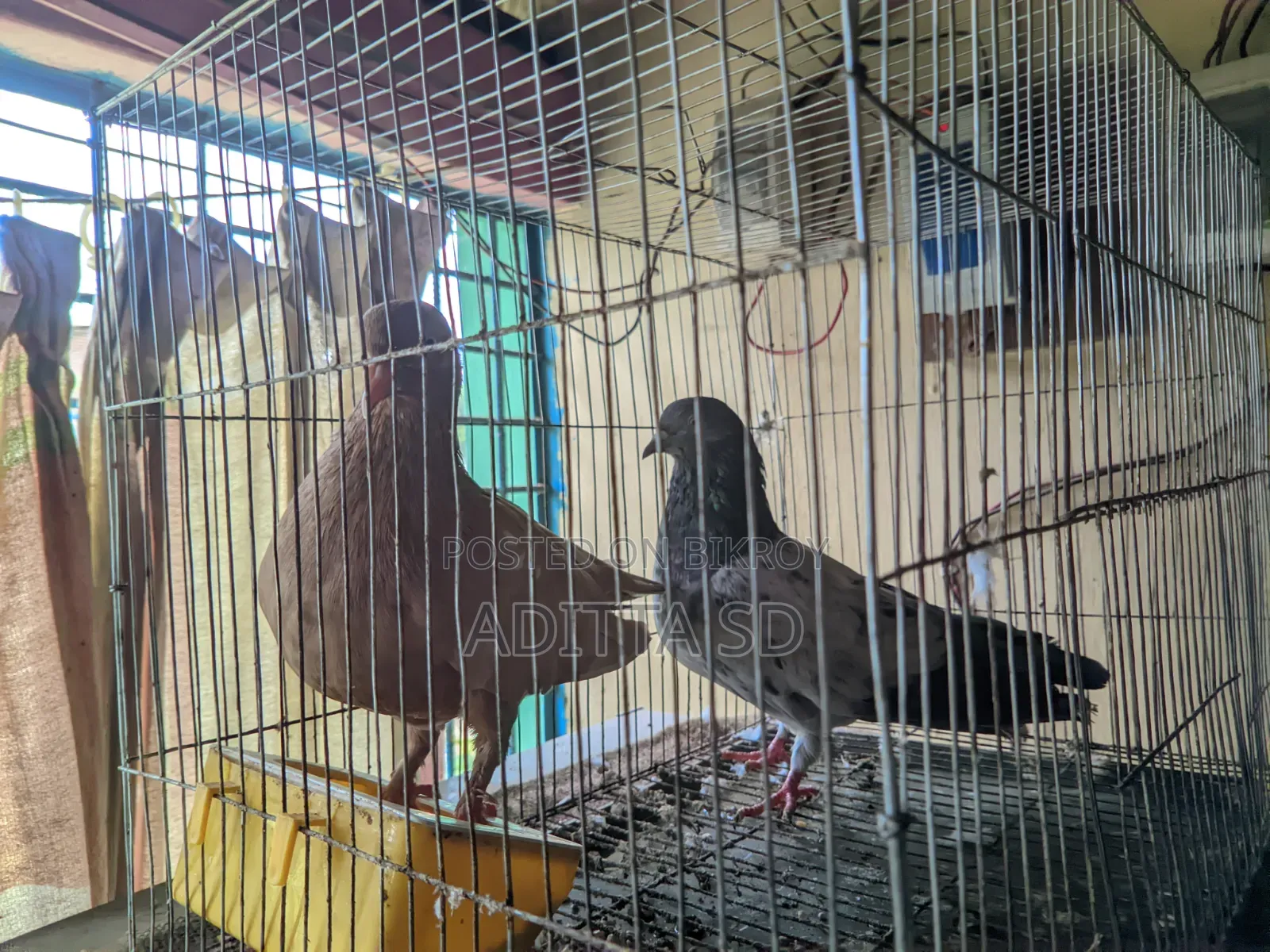 Running Pigeon