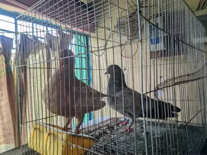 Running Pigeon