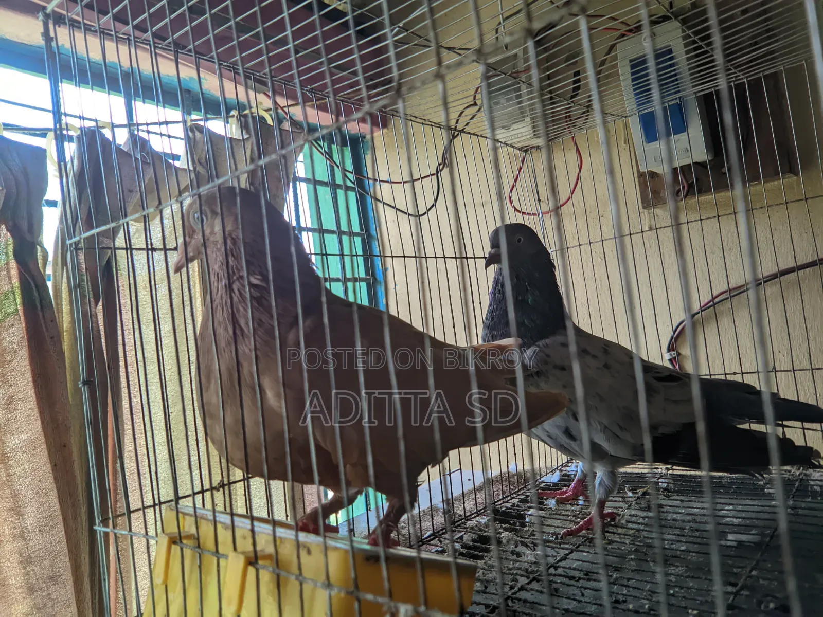 Running Pigeon