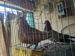 Running Pigeon