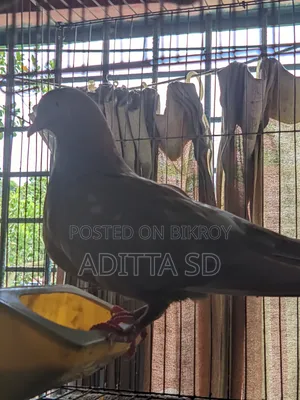Running Pigeon