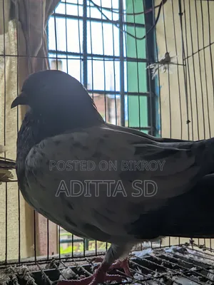 Running Pigeon