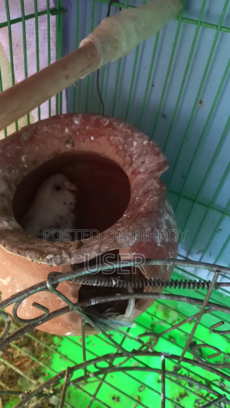 Two birds will be sold