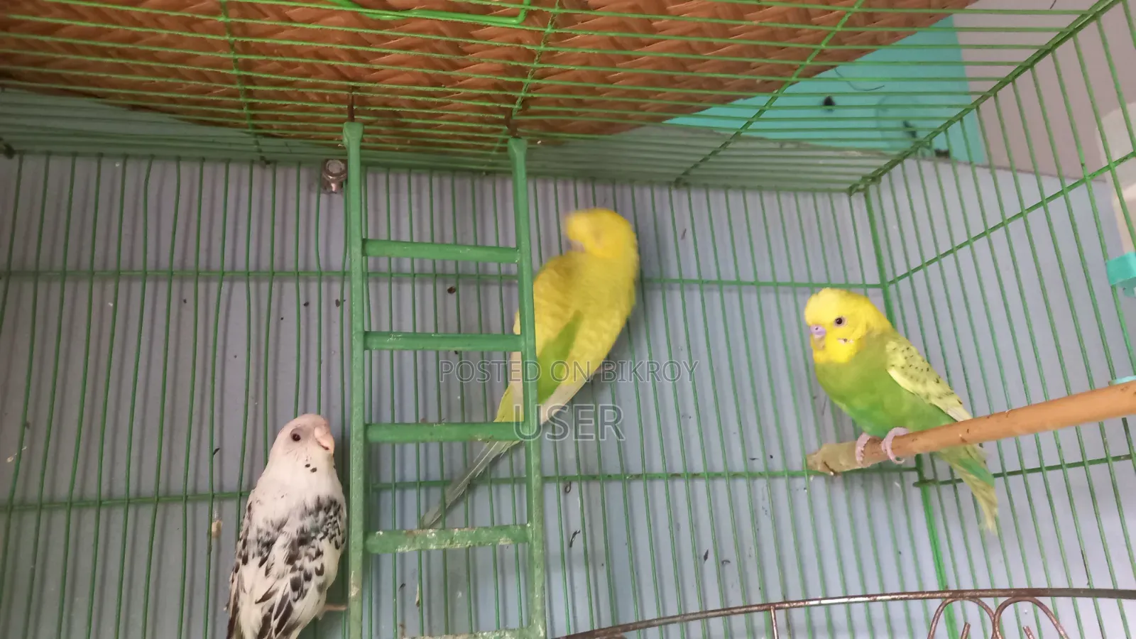 Two birds will be sold
