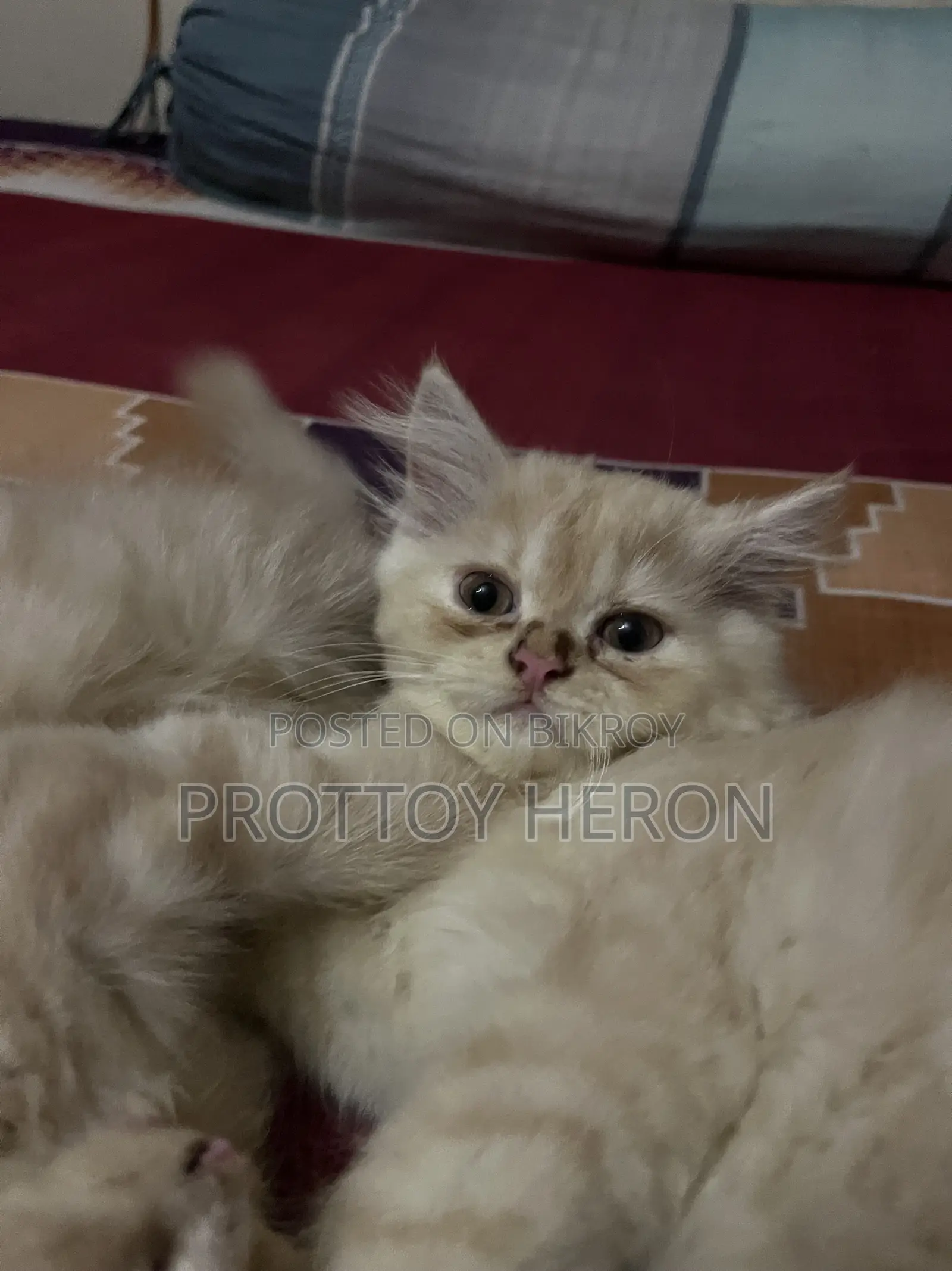 ১-৩ months Female Purebred Persian