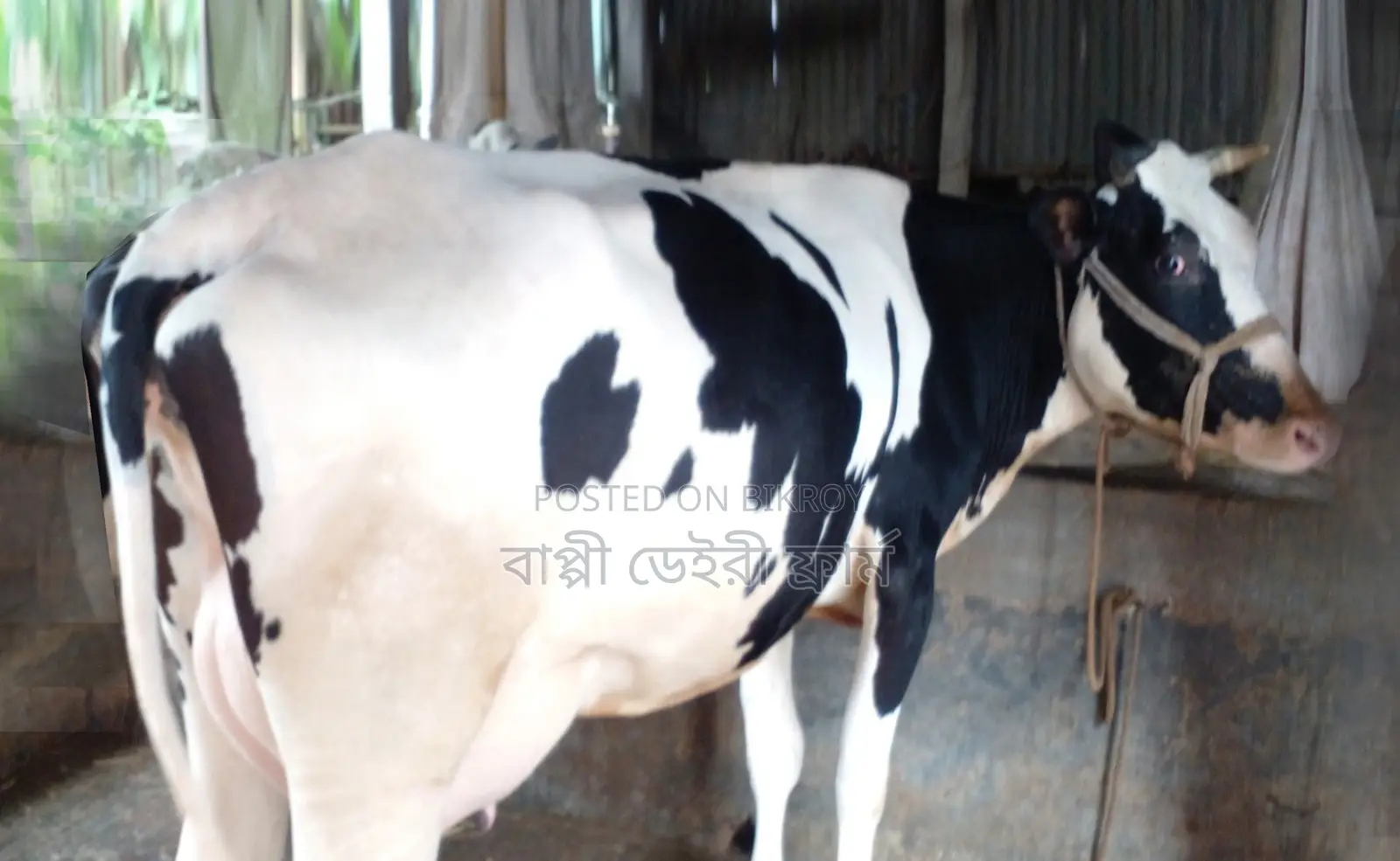 ১৬৮৭নং ভালো জাতের গাভী গরু ।
