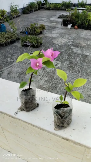 Flower saplings are for sale.