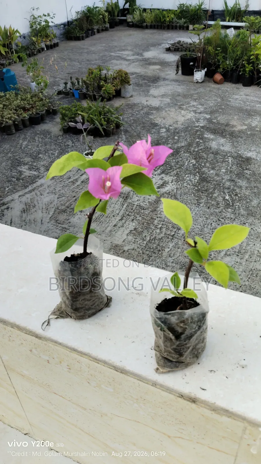 Flower saplings are for sale.
