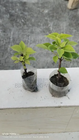 Flower saplings are for sale.