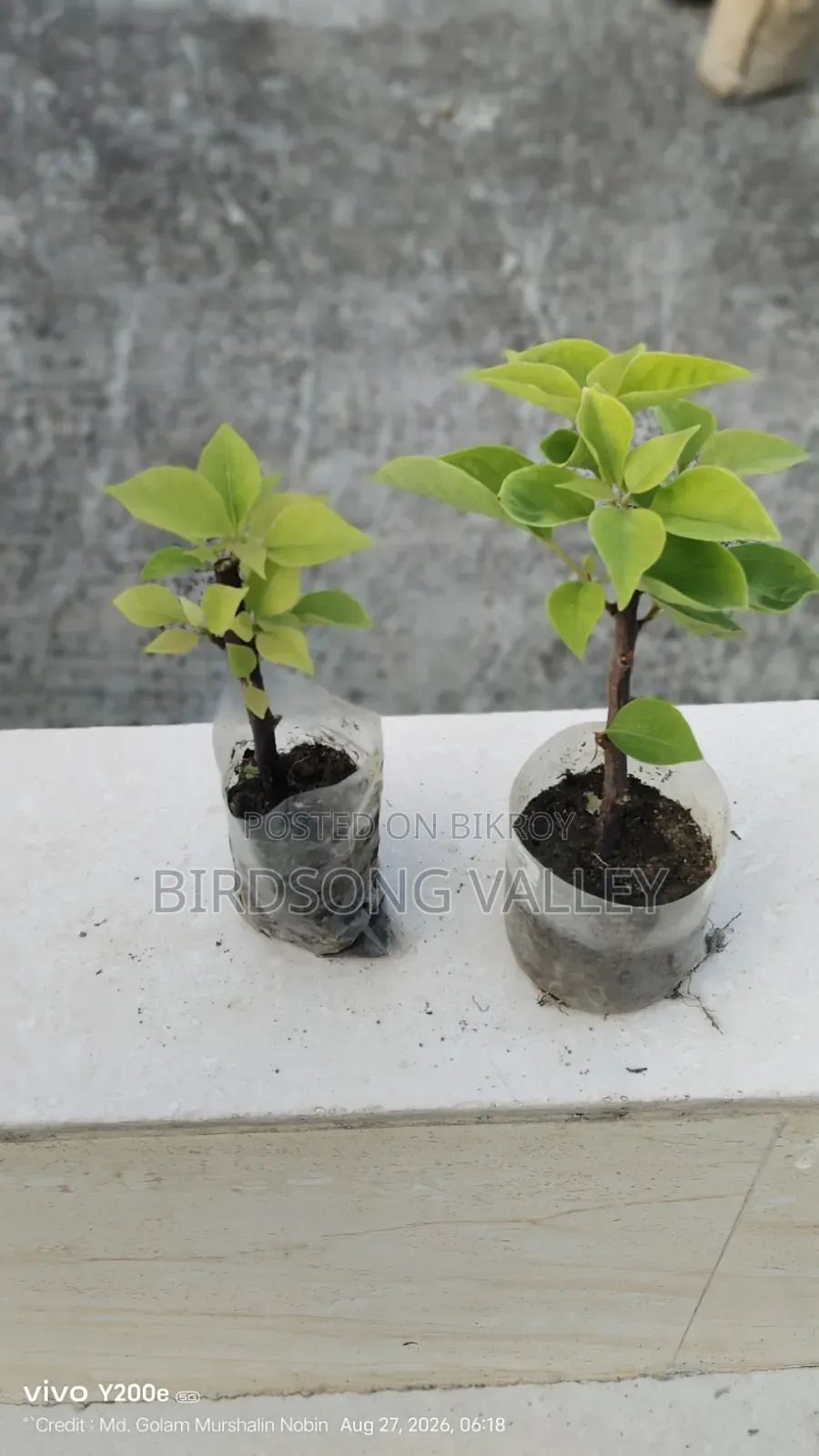 Flower saplings are for sale.