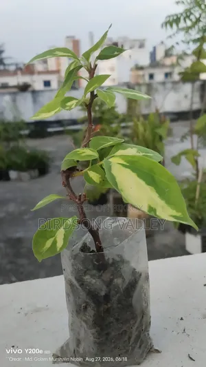 Flower saplings are for sale.