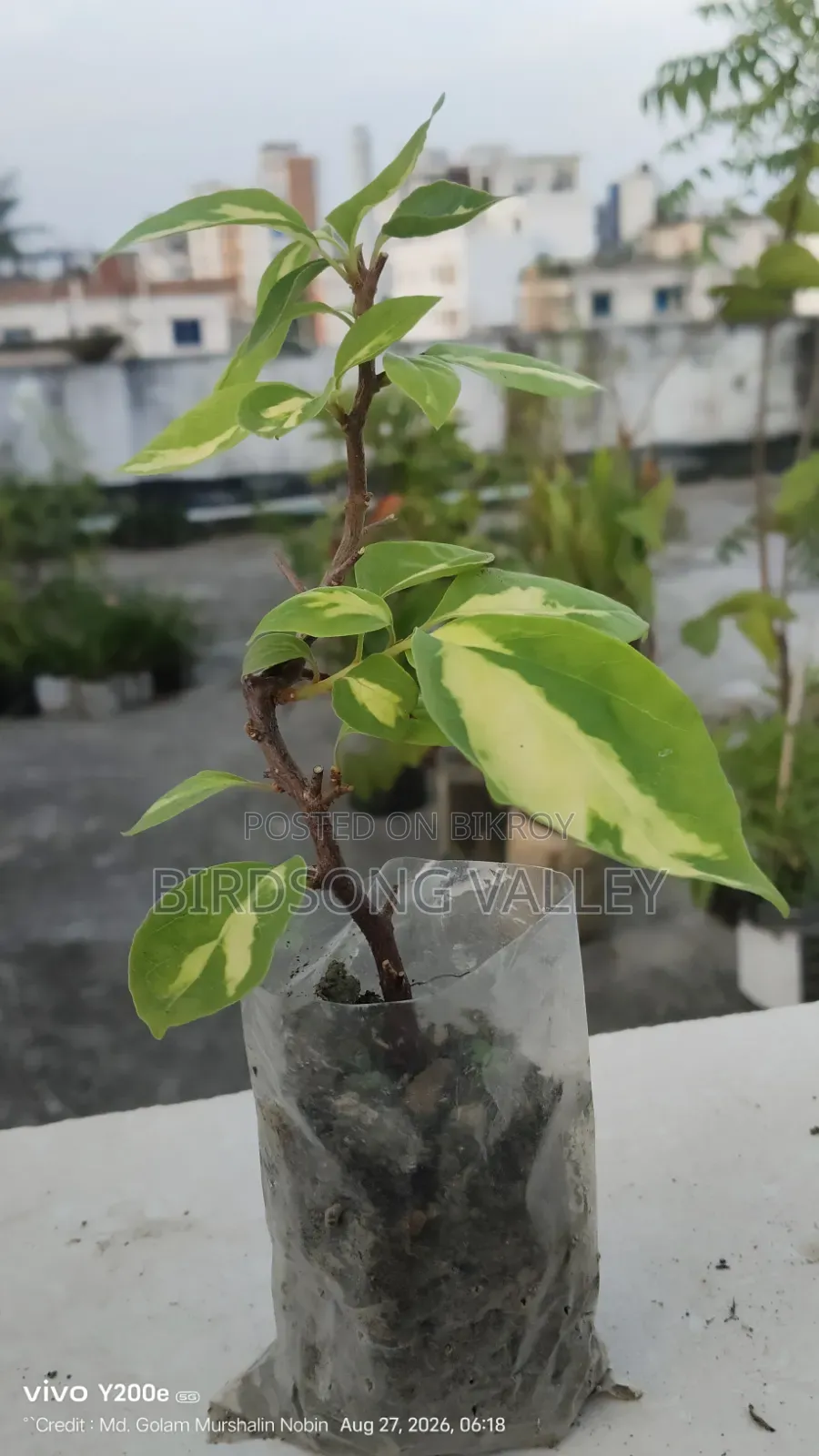 Flower saplings are for sale.