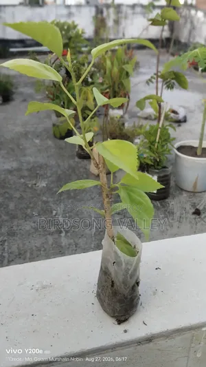 Flower saplings are for sale.