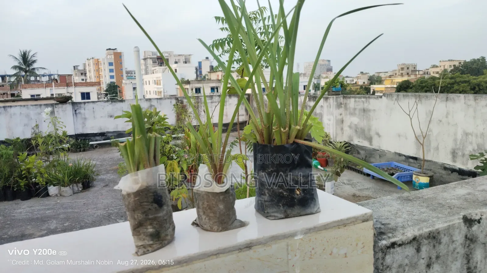 Flower saplings are for sale.