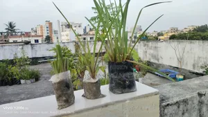 Flower saplings are for sale.