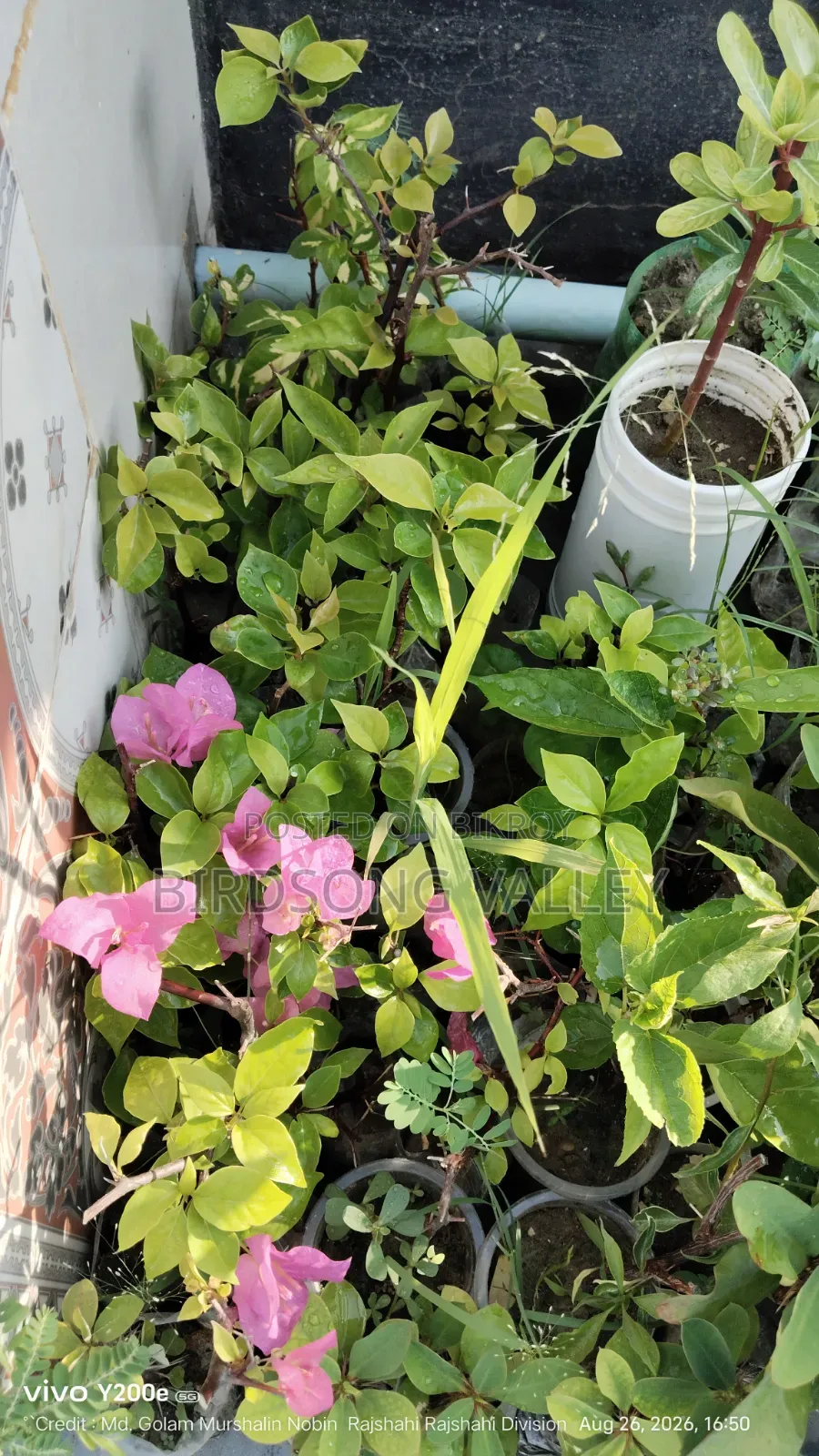 Flower saplings are for sale.