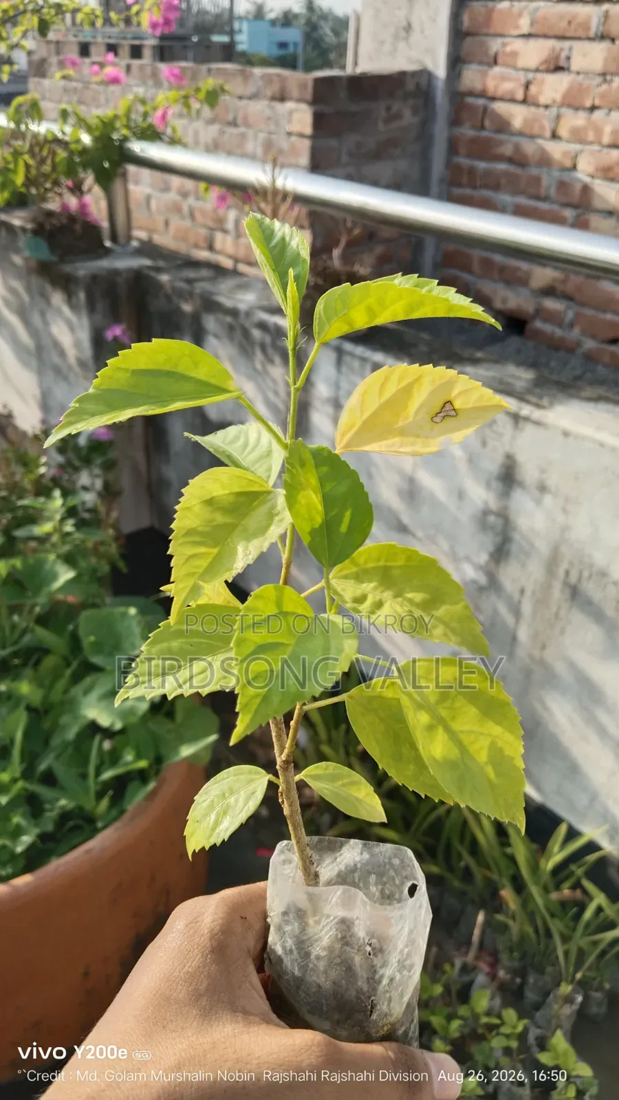 Flower saplings are for sale.