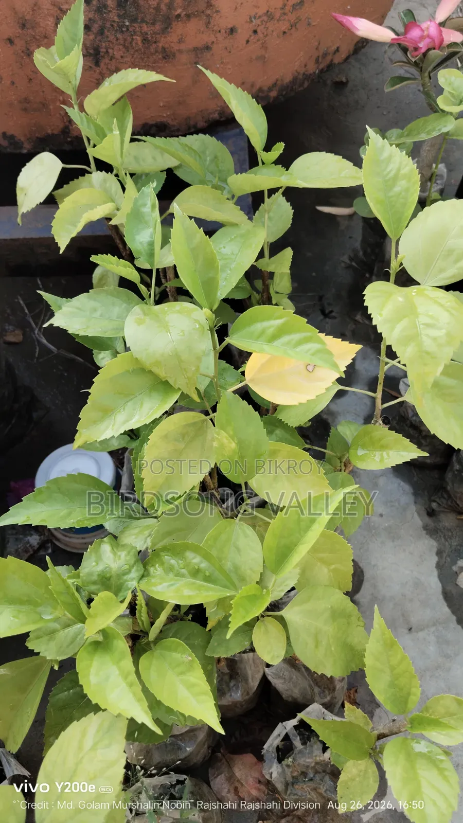 Flower saplings are for sale.