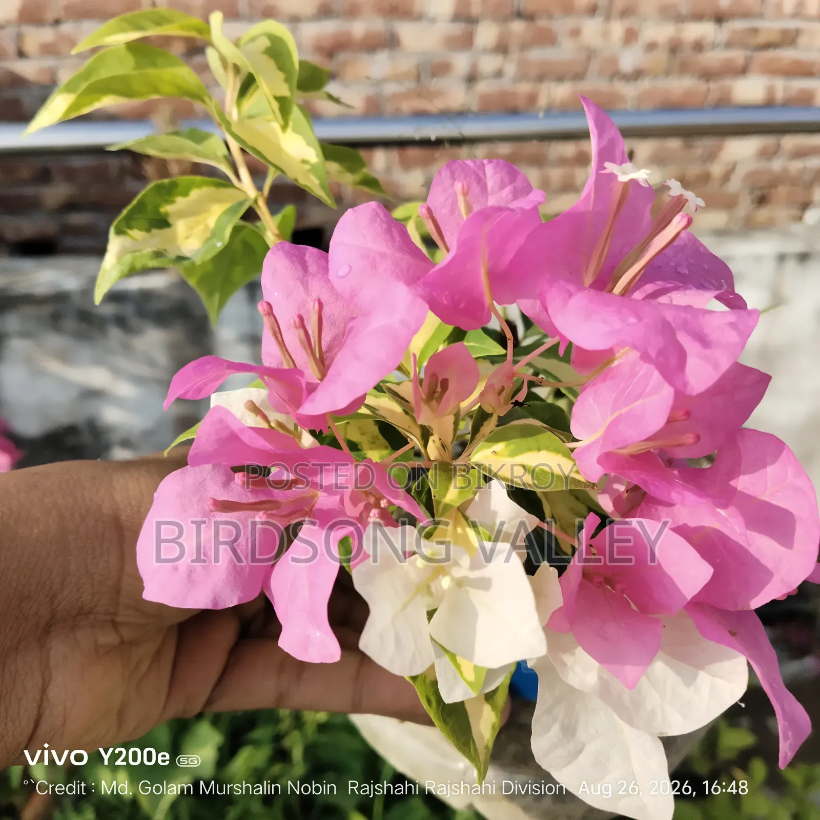 Flower saplings are for sale.