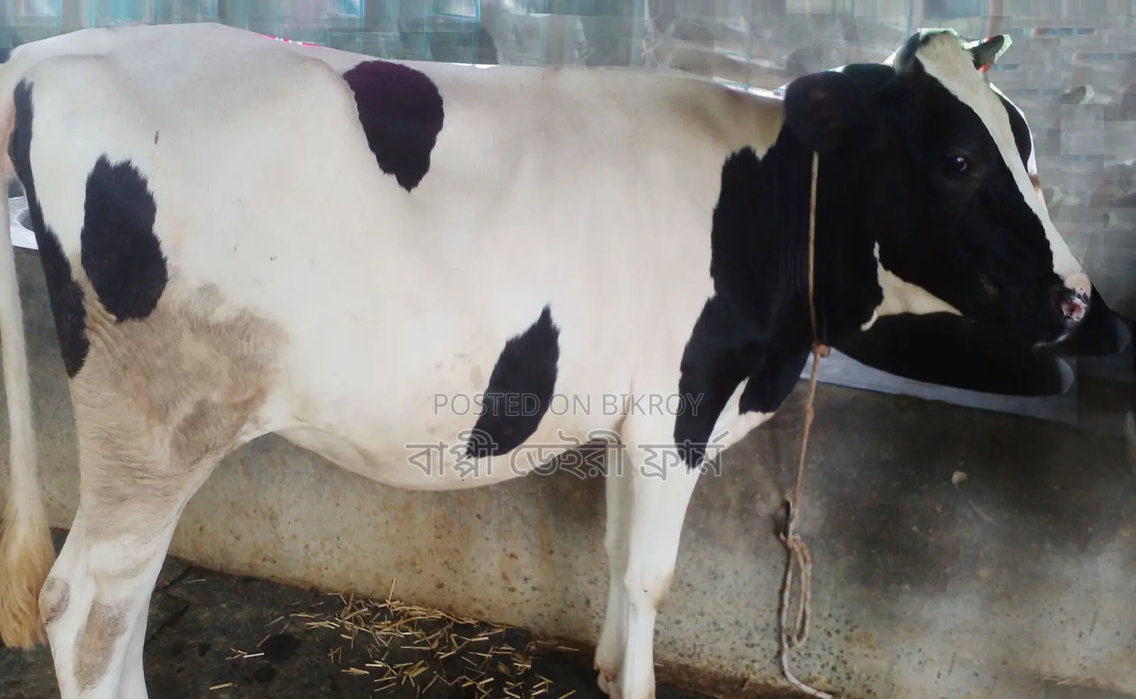 ১৬৮৮নং নং বকনা গরু বিক্রয় হবে ।